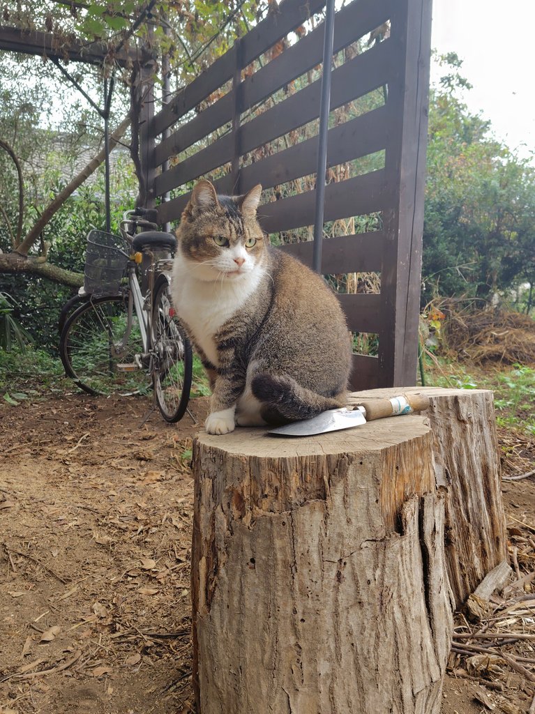 まろん (@h4tQStp5FTkW1MH) / Posts / X