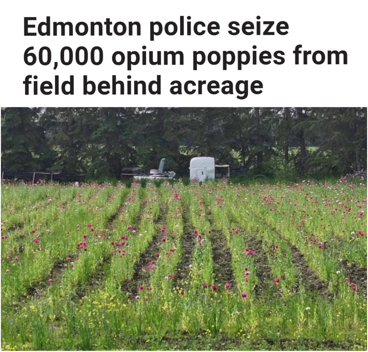 🚨Breaking: Edmonton Police bust a 60,000 opium poppies grow op.

This is Canada's 2nd largest opium poppy seizure.

Charged:
Sukhdeep Dhanoa
Gurpreet Singh
Kulwinder Singh
🧐😮‍💨