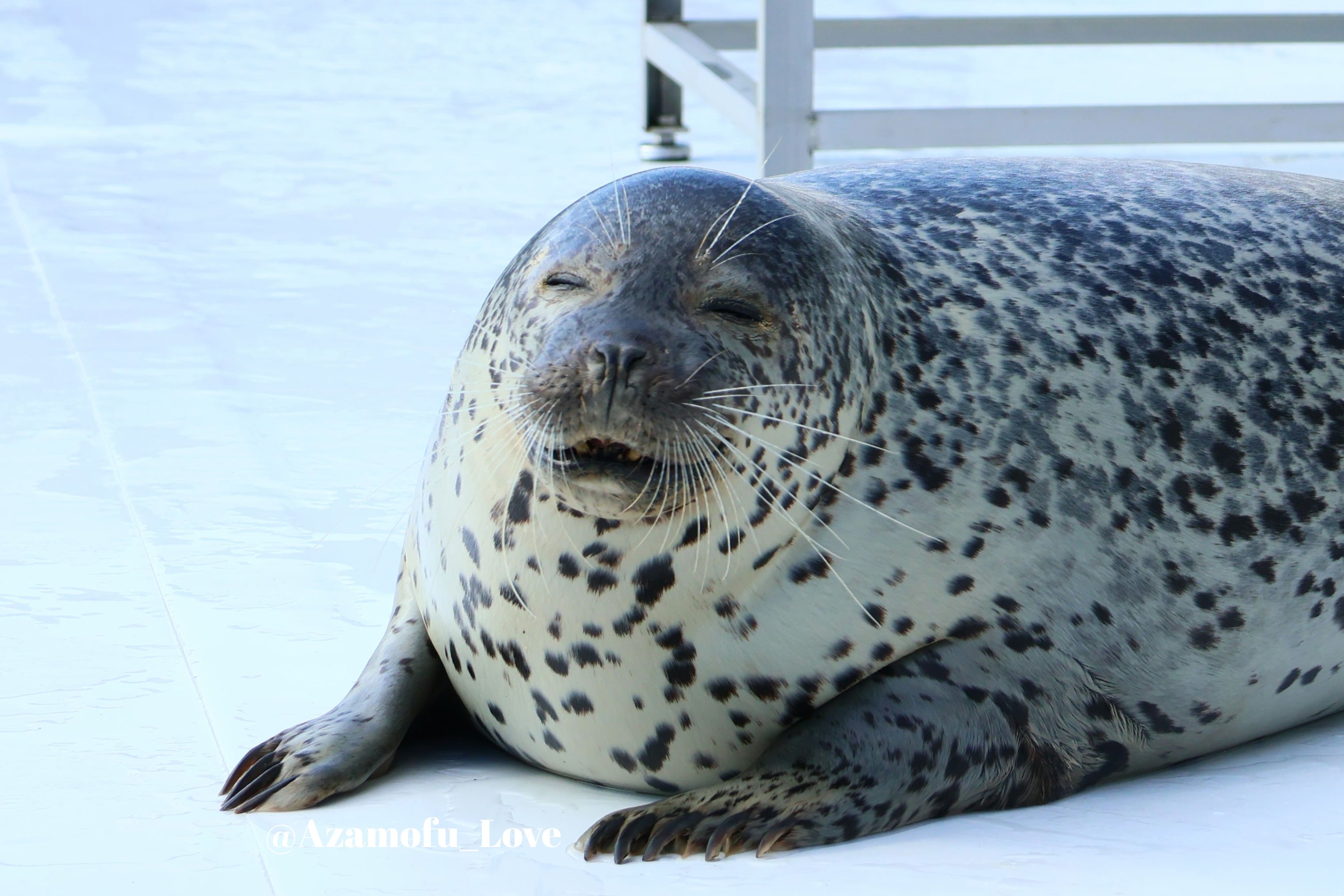 オストハイマー　シカ　アナグマ　ネコ　イヌ　カササギ　ニワトリ オストハイマーシカアナグマネコイヌカササギニワトリ