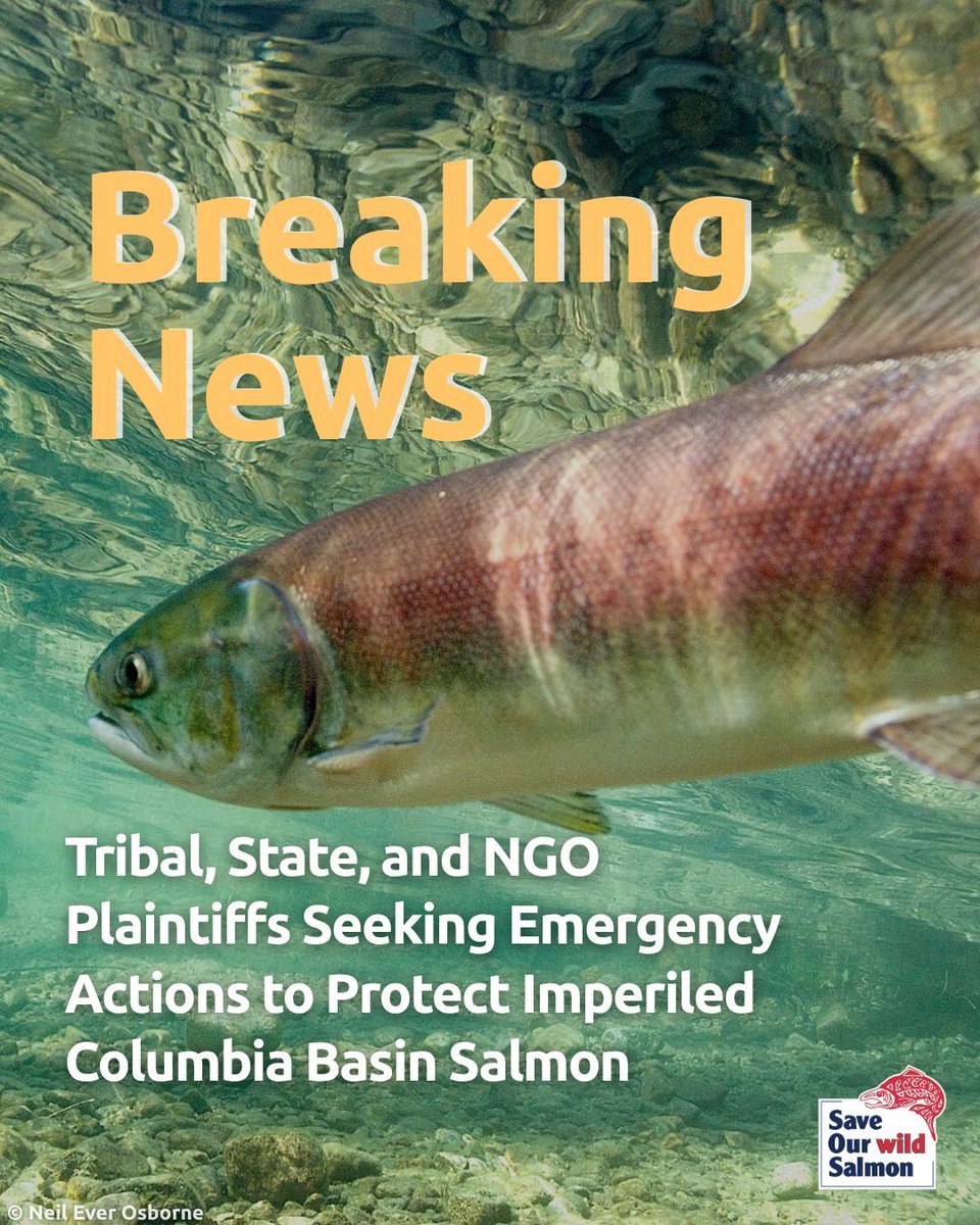🐟 The science is clear: many of our native fish populations in the Columbia and Snake rivers face extinction today, and immediate action is urgently needed to give them a fighting chance. Learn more from <a href="/Earthjustice/">Earthjustice</a>: earthjustice.org/press/2025/pla…

And SOS: wildsalmon.org/news-and-media…