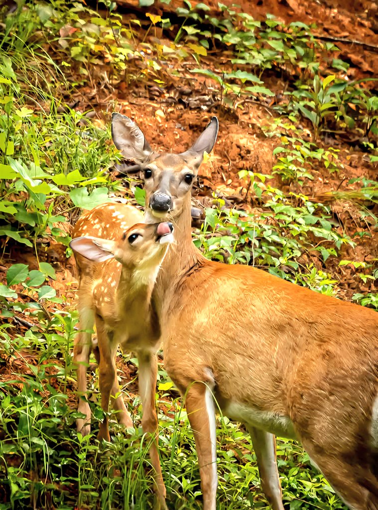 Jules_Atkinson's tweet image. Let me see your cute animals!
#TuesdayFun