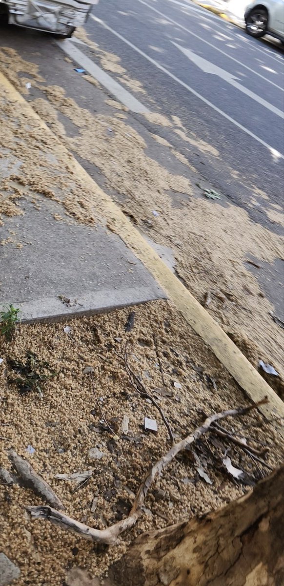 Cómo ustedes saben yo trabajo en el Hospital Rivadavia, queda en la avenida las Heras y está rodeado de estos árboles que tiran esa pelusa tan espantosa y que provoca tantas alergias en la gente. La seguridad de mi hospital está con barbijos y antiparras del grado de alergia que