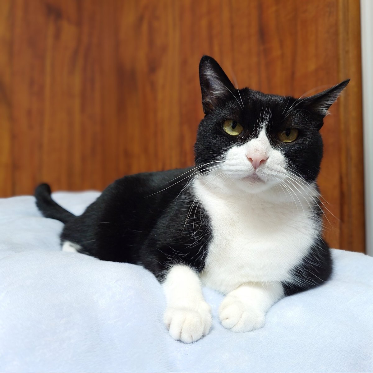 おはようございます🌞最近は季節の変わり目だから、ブレーカーが落ちたように眠れます。ベッドから出たくない季節ですが、にゃんずが朝起きろの扉をバンバン叩くので、今日も下僕はにゃんずのご飯を稼ぎに行くとしますかっ✨体調が崩しやすい季節ですが、皆様も良い1日をお過ごし下さい🤗