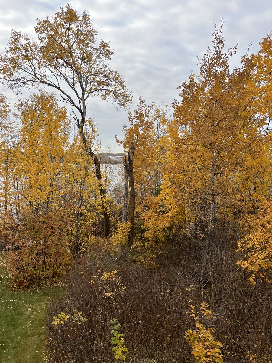 Saskatchewan being all dramatic with its snow &amp; gold! 

#Saskatchewan #soupseason #gratitude
