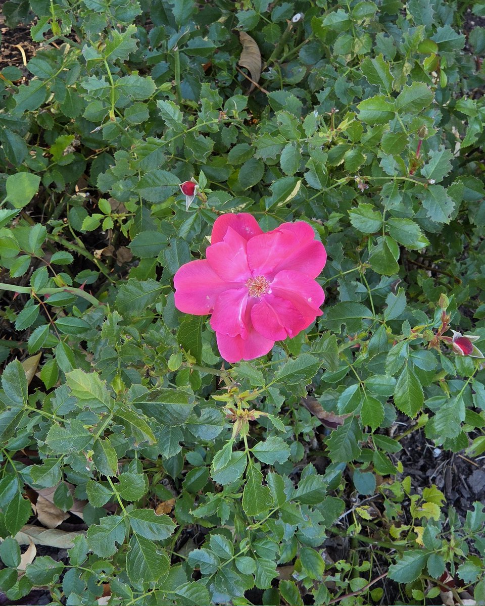 Beautiful fall day in Rapid City🍁🍂 only one thing missing😕