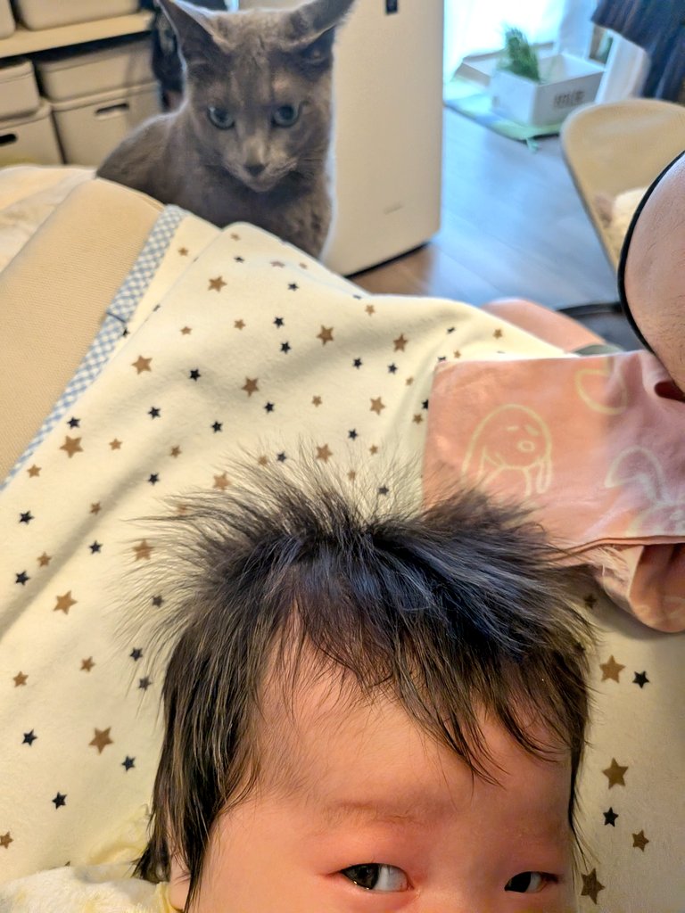 おはようございます

碧さま「そこは私の……」
妹「！？」

僕(しもべ)の太ももの取り合いです