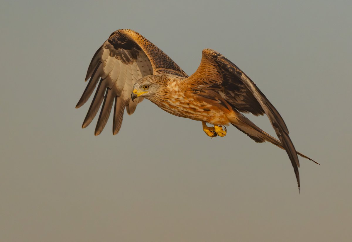 neilthilton's tweet image. Red Kite from our recent Spain trip. Beautiful birds, especially in the early morning light 😊