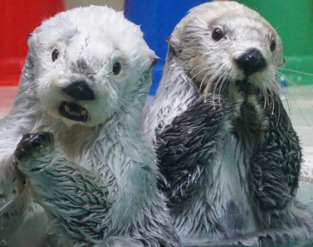 ふたり並んで
ラッコ
可愛い💖💖

#鳥羽水族館　#ラッコ