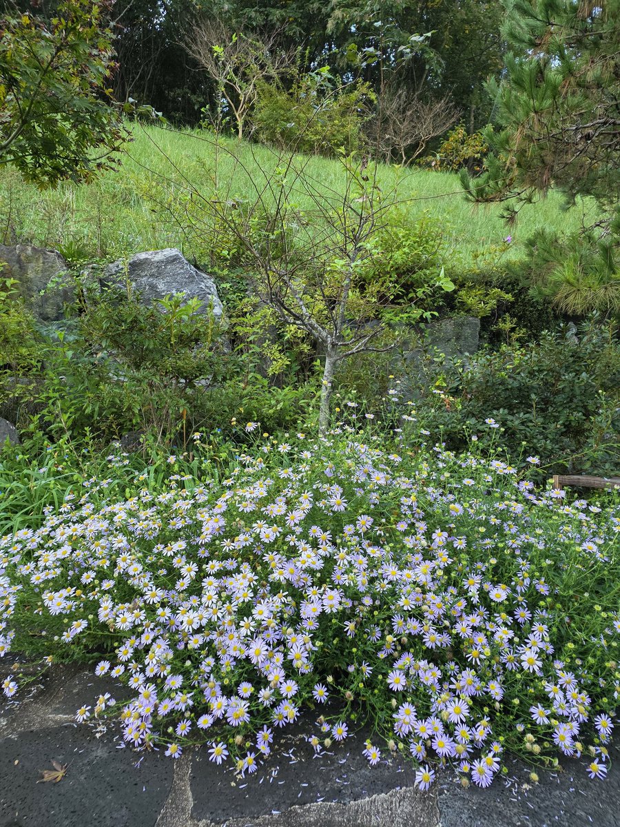오늘도 건강하시고 행복한 날 되시길 기원합니다. 아침마당 쑥부쟁이 꽃이 절정을 이루니 황홀합니다

남도뚜벅이 김화진 올림