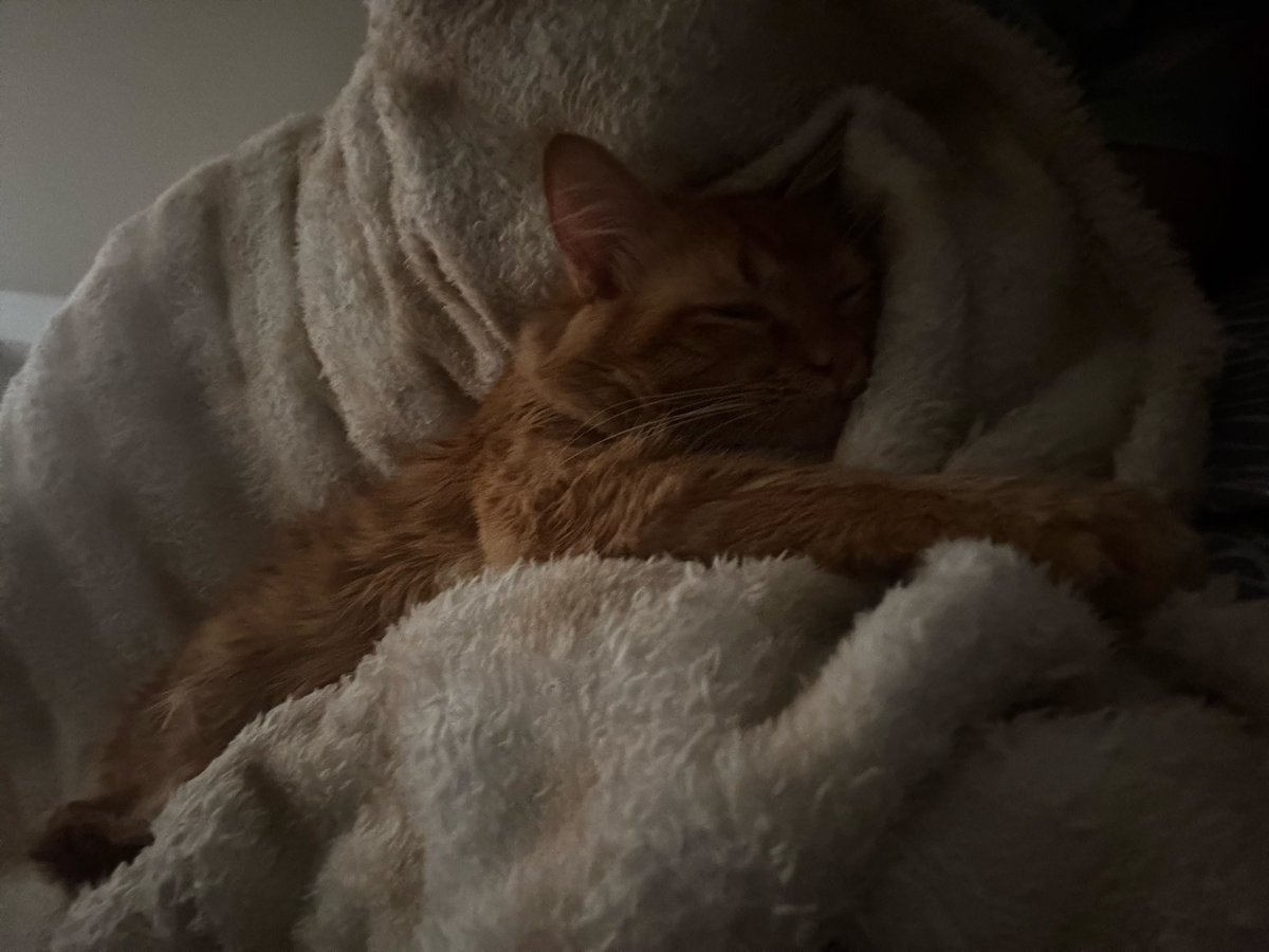 Literalmente me siento fatal de gripa llego me acuesto y mi gatito me abraza a a mimir