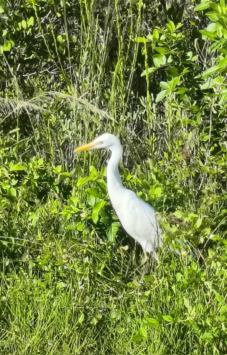 Some of the wildlife I encountered today 😊