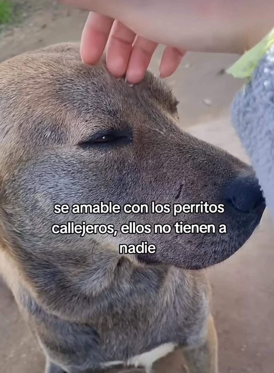 Lomitos Suavecitos (@suaveslomitos) on Twitter photo 