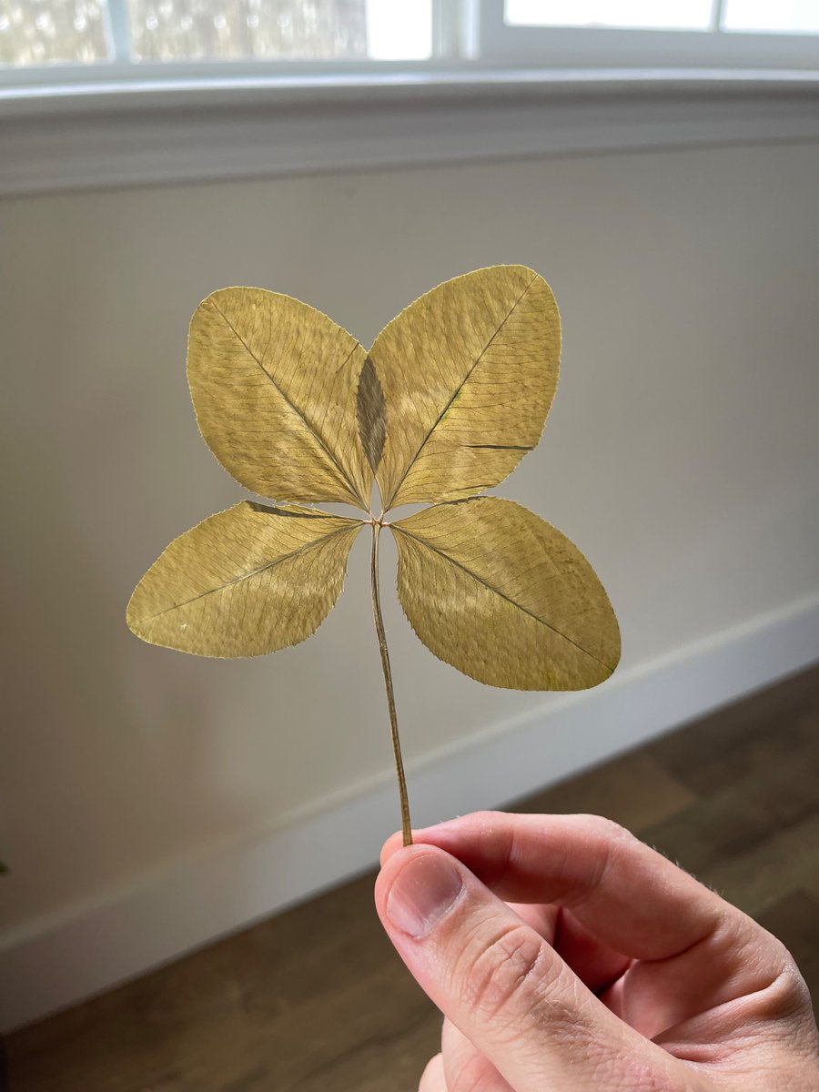 Bubs (Darius Monsef) tweet media