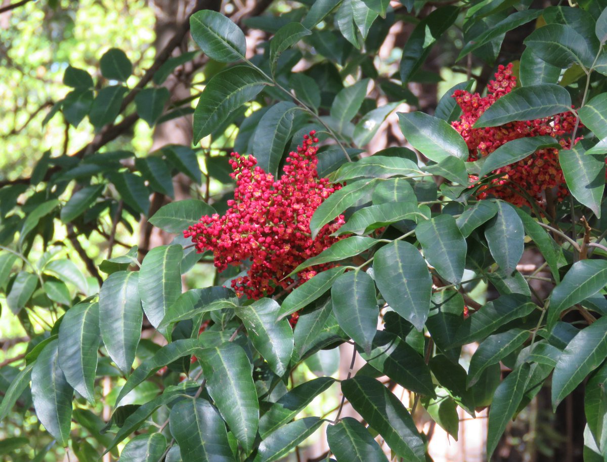 StuartWilliams_'s tweet photo. A new one for me: Rhodosphaera rhodanthema (deep yellowwood, yellow cedar, tulip satinwood), a rainforest tree from New South Wales and Queensland.
The sole species within this genus.
#RBGMelbourne #Rhodosphaera #Anacardiaceae #ozplants https://t.co/yxNyHF2za6