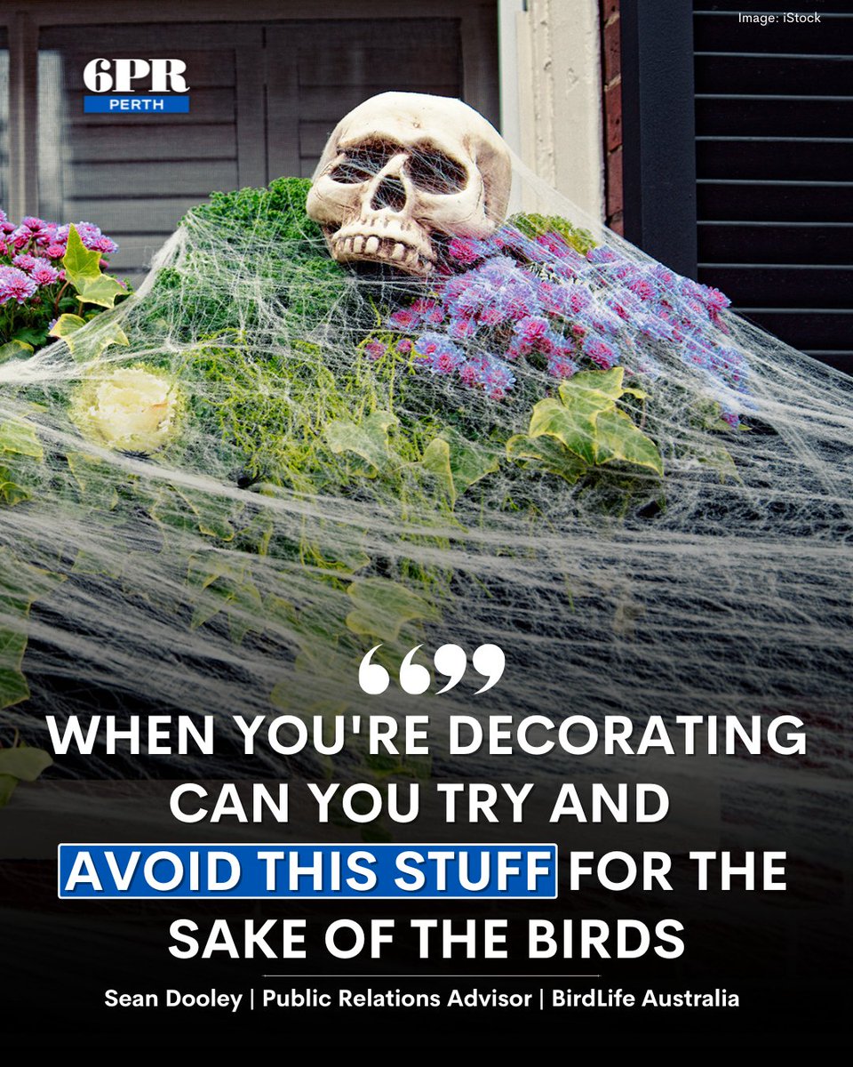 Beyond the spooky fun, the real nightmare this Halloween is the threat fake spiderwebs pose to birds.
Hear about the issue: brnw.ch/21wWCKW