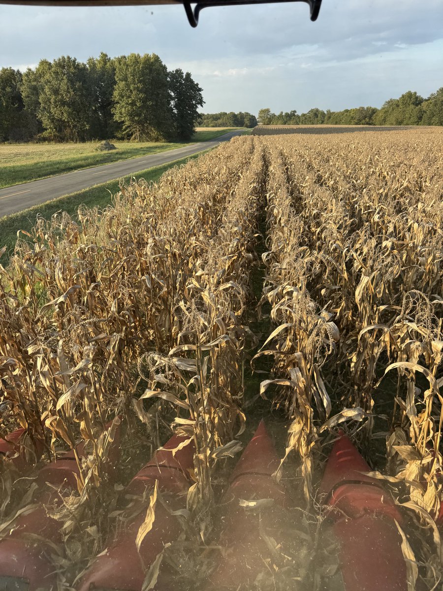 Popcorn harvest 2025 🍿