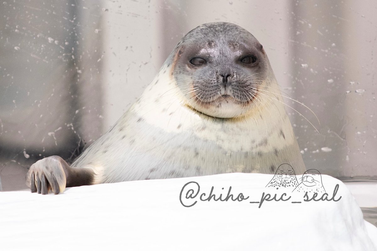 chiho_pic_seal's tweet image. ワモンアザラシのアラレちゃん♡
🦭Ringed seal / Arare
📆2020年撮影
📍 海遊館 Osaka Aquarium Kaiyukan
#海遊館
#ワモンアザラシ
#アザラシ
#seal