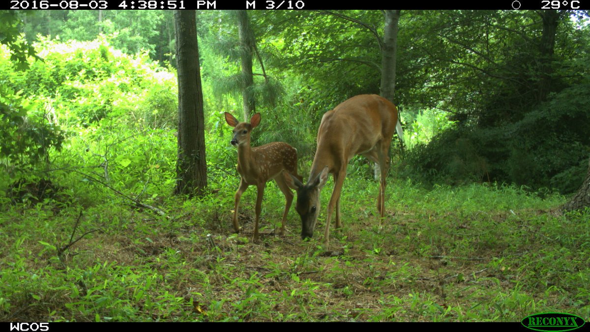 trailcam (@trail_cams) on Twitter photo 