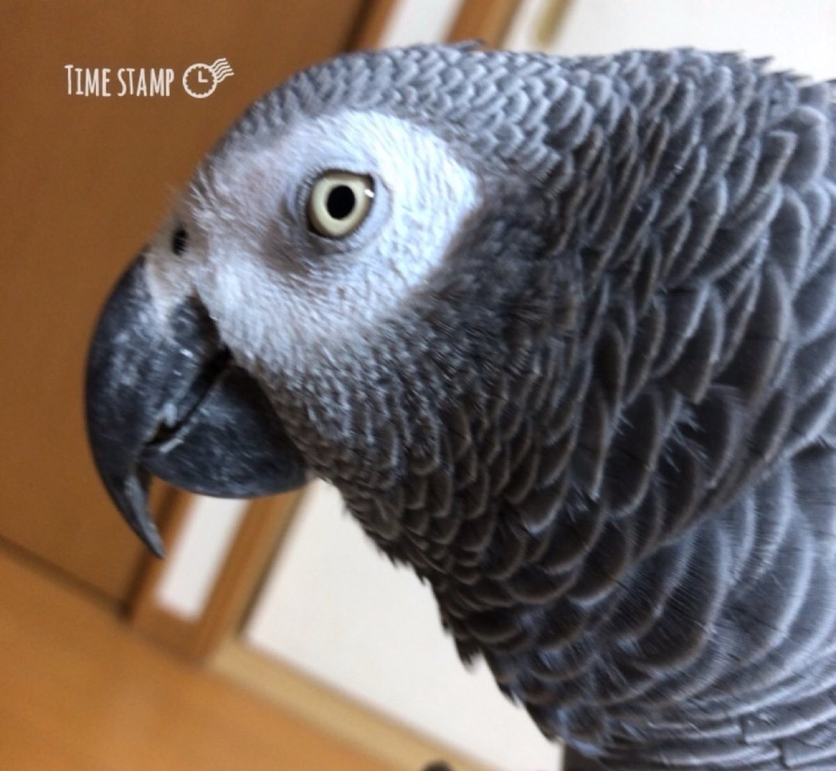 conure2020's tweet photo. おかんの作品集が良すぎるから見て欲しい🥺

モデルは@kokochan2016 ところの、個性派ヨウムのおーちゃん。
ウッドガービングは気に入りすぎて自分の分も作ってもらっちゃった😂✨
#ヨウム https://t.co/BISgjvZTzO