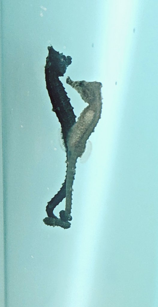 ⭐︎チンパンジー⭐︎ ハンチング帽 メンズ 春夏 帽子 ハット ハンチング サイズ調整