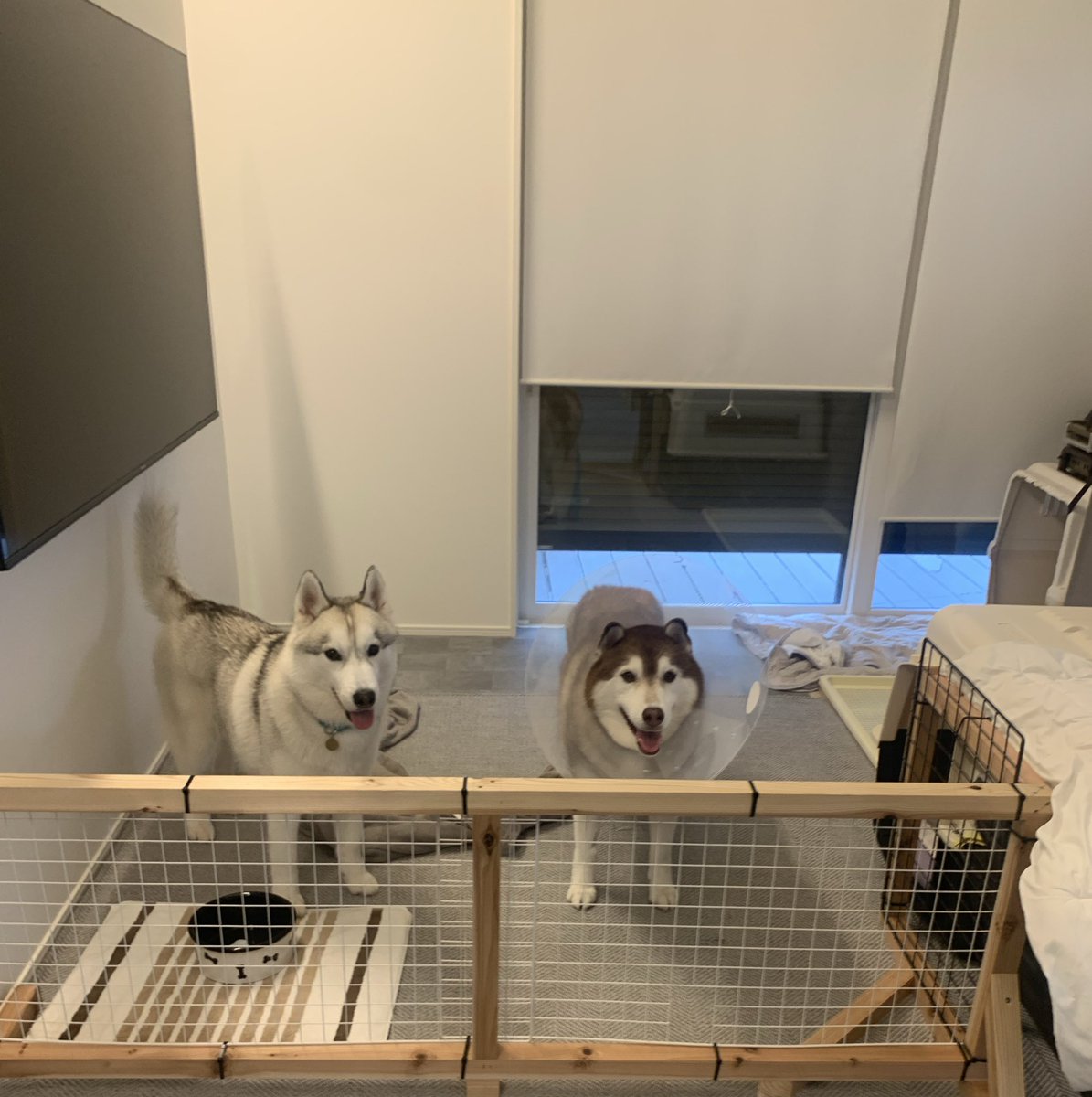 EMMA_1216_'s tweet photo. 離れると心配みたいでずっとピーピー言ってる🥺
そして隔離スペースは弟が侵入する……🤦‍♀️ https://t.co/zZ7TMtByhH