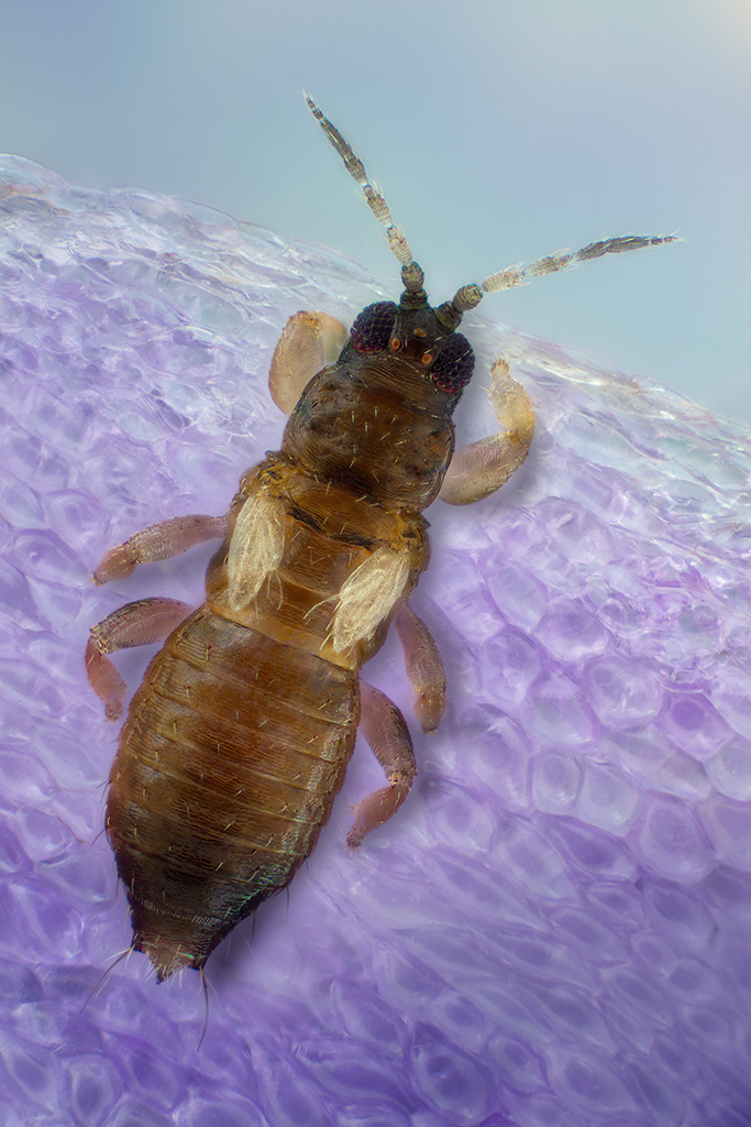 Thrips_iD's tweet photo. Dichromothrips corbetti (male): This #thrips was introduced by plant trade from Southeast Asia into many other regions. In Europe it is recorded occasionally under glass, but evidence suggests isolated incursions rather than continual presence.
It is feeding and breeding on leaves and flowers of Orchidaceae like Vanda, Phalaenopsis, Cattleya, etc.
Males are micropterous and really tiny: this specimen had a body length of 0.75mm only. Compare its size with the cells of the flower petal!