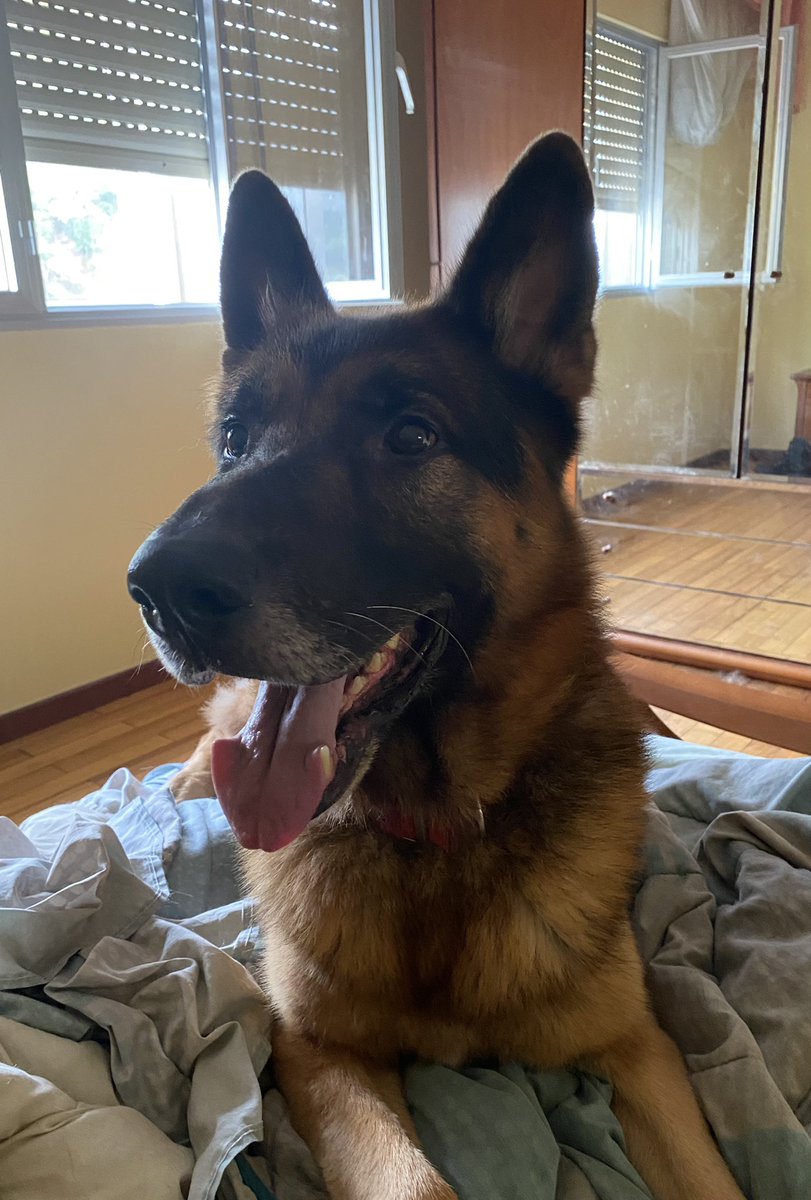 Os acordáis de Loki?