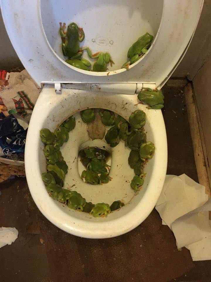 mywheelhouseftw's tweet image. shitter’s frog!