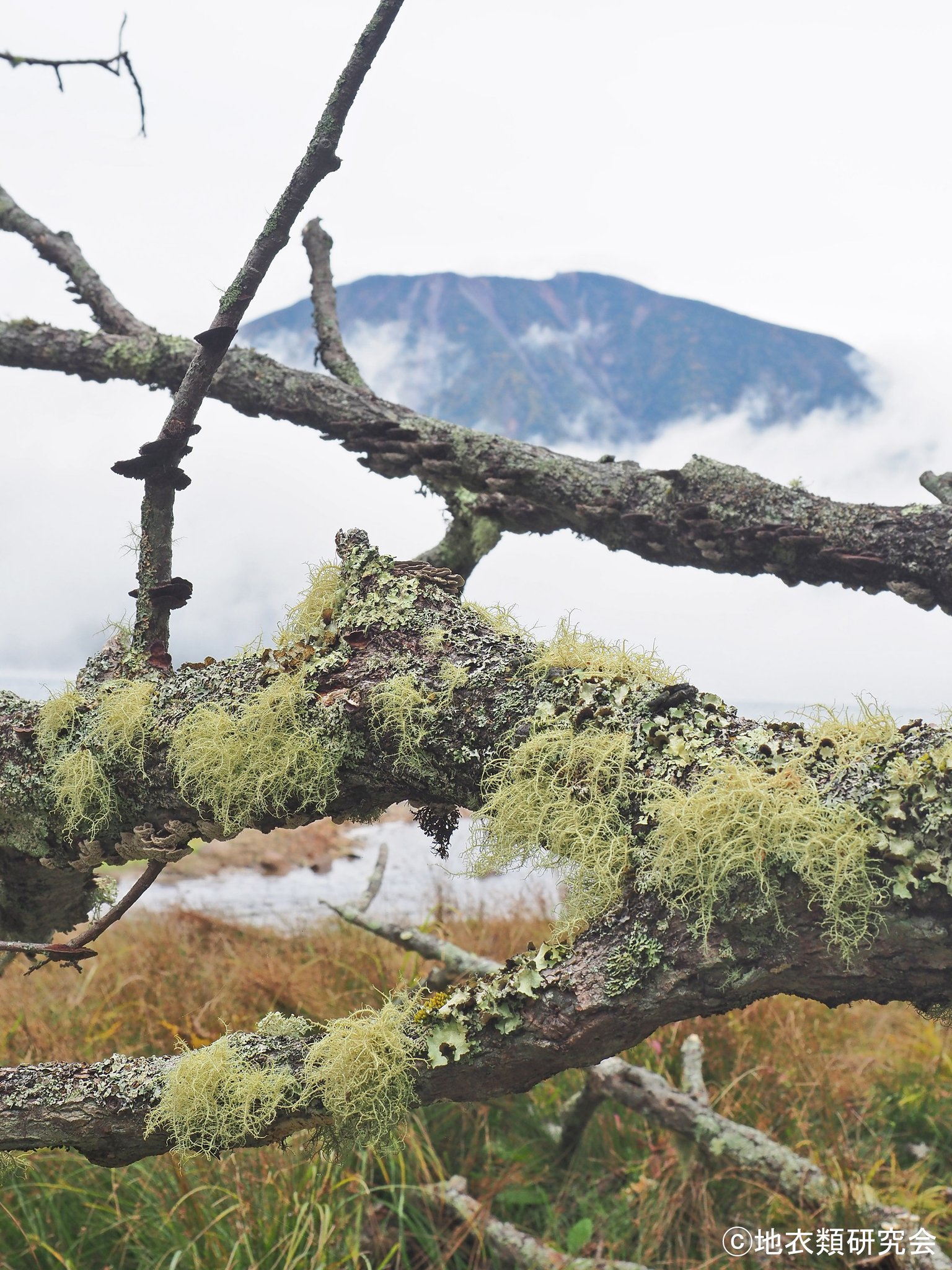 地衣類研究会 Lichenological Society of Japan on X: 