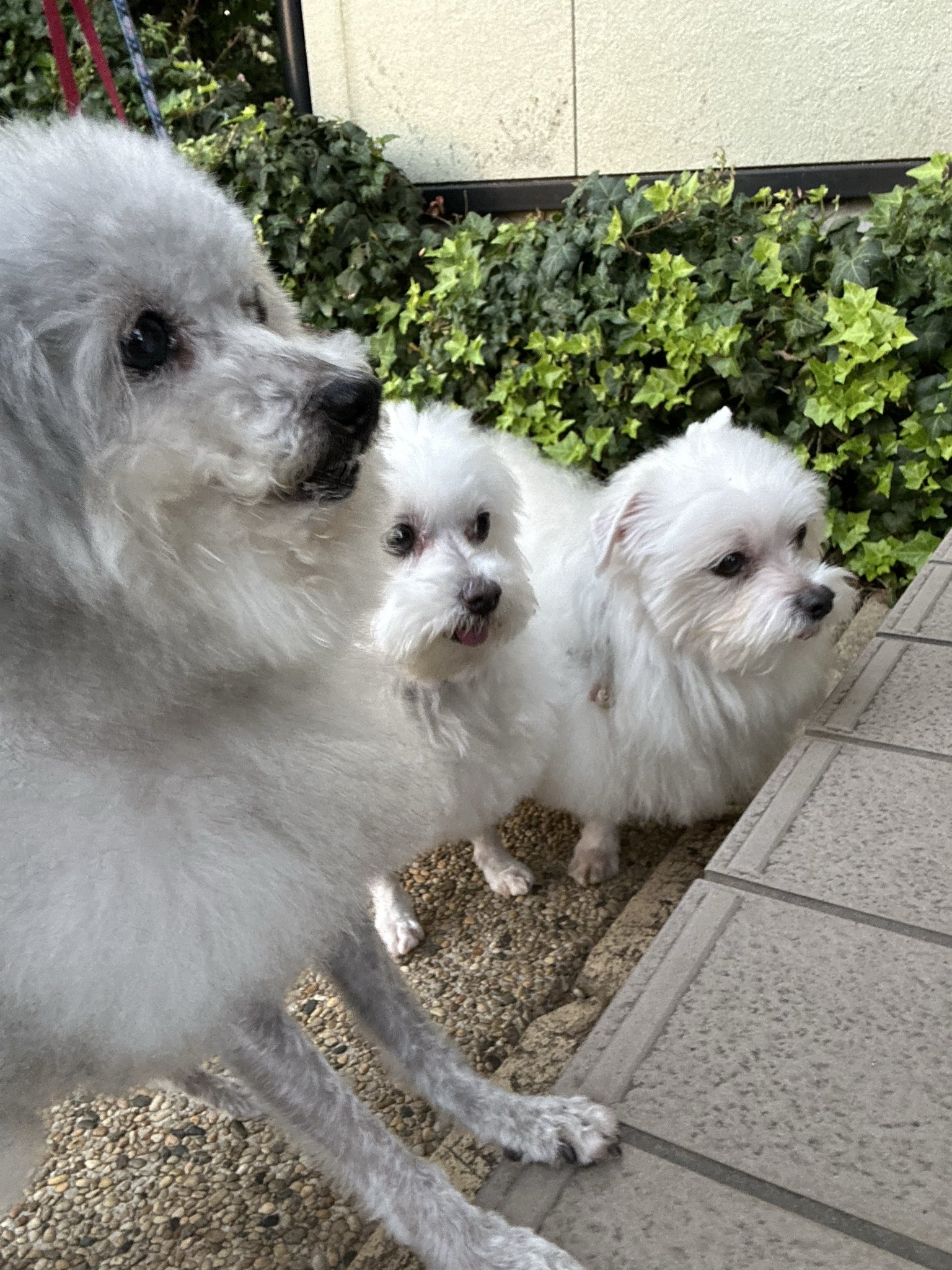 ハルさま確認ページ♥ ハル (@fusen_haru_) / X