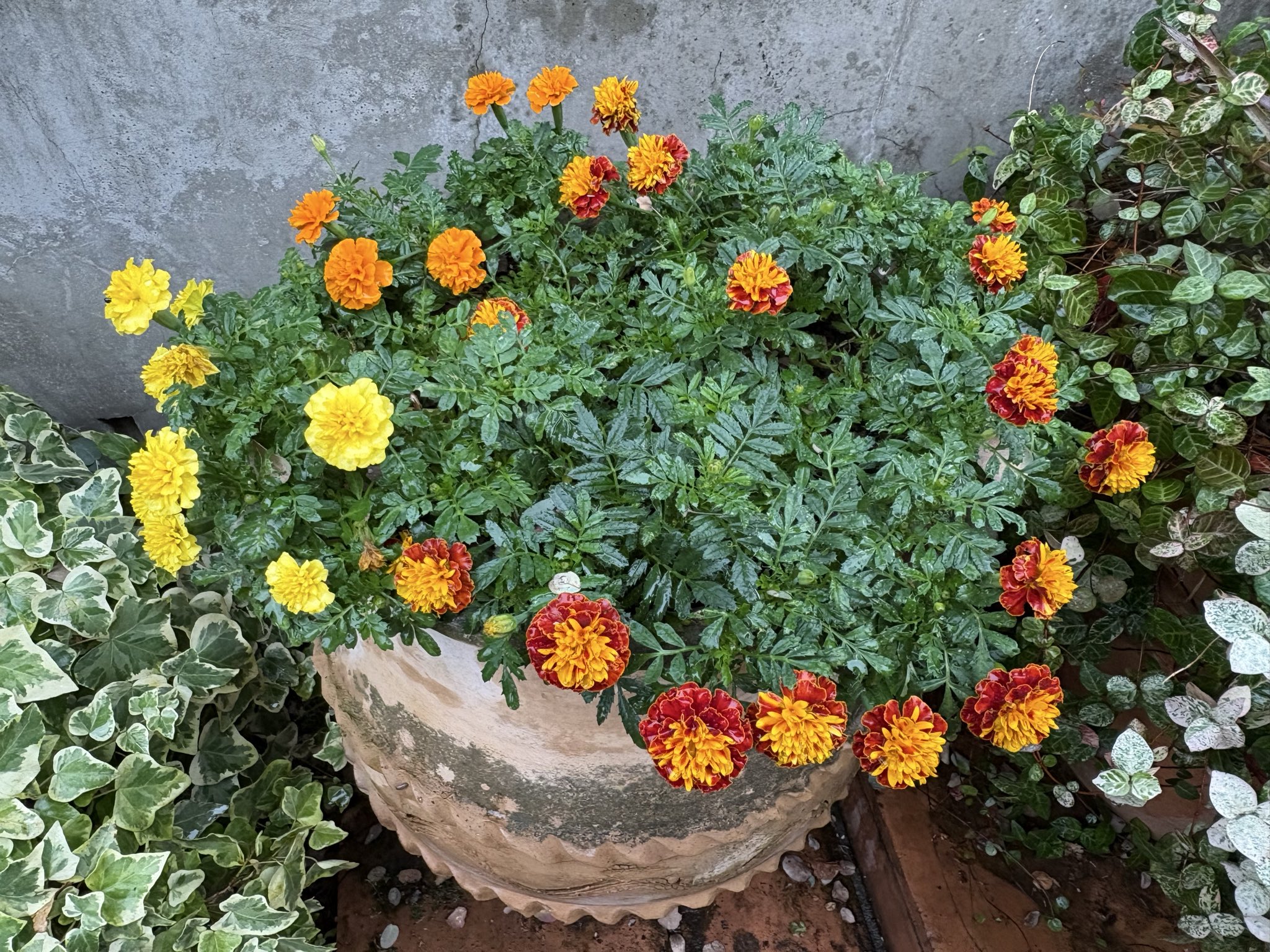 ❤奇跡さま❤consul❤ 楽天市場】箱保証書 オメガ コンステレーション クアドレラ