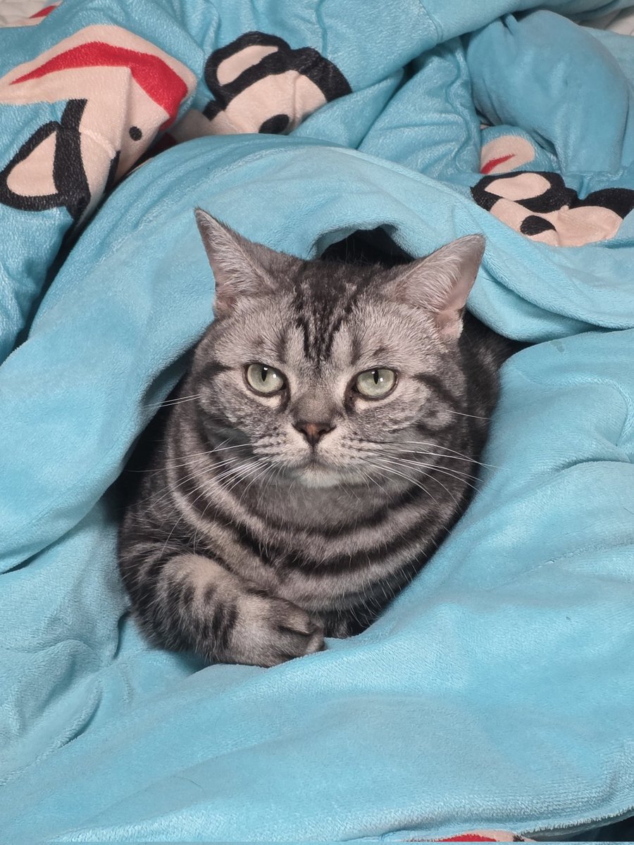 야옹이님 이불 들어가시는거 보면 이제 가을임