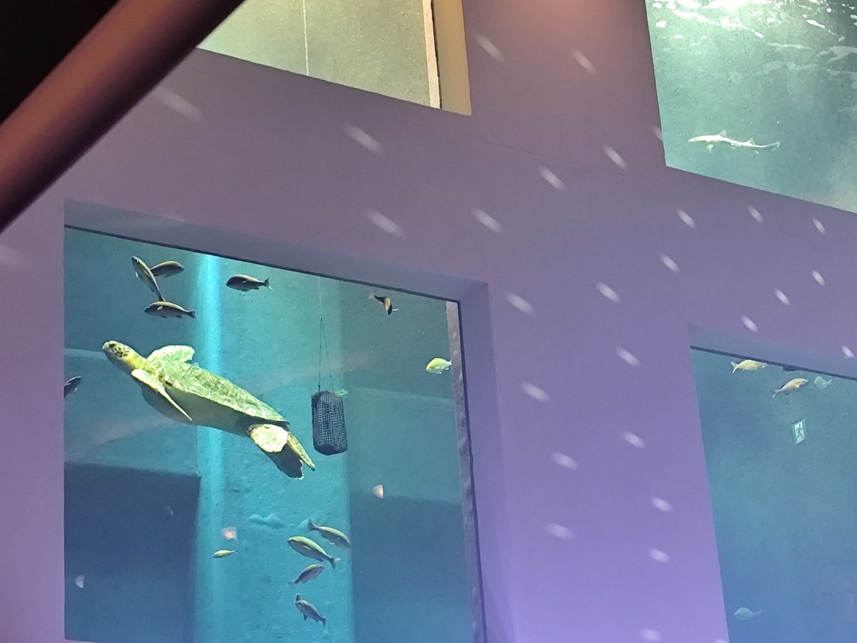 昭和ディスコ✨🪩✨️と化した千葉みなとケーズハーバー(PIER-01)の巨大水槽のカメさんたち。
いきなりギラッギラして驚いてないか...？と思ったけど悠々と泳いでた🐢