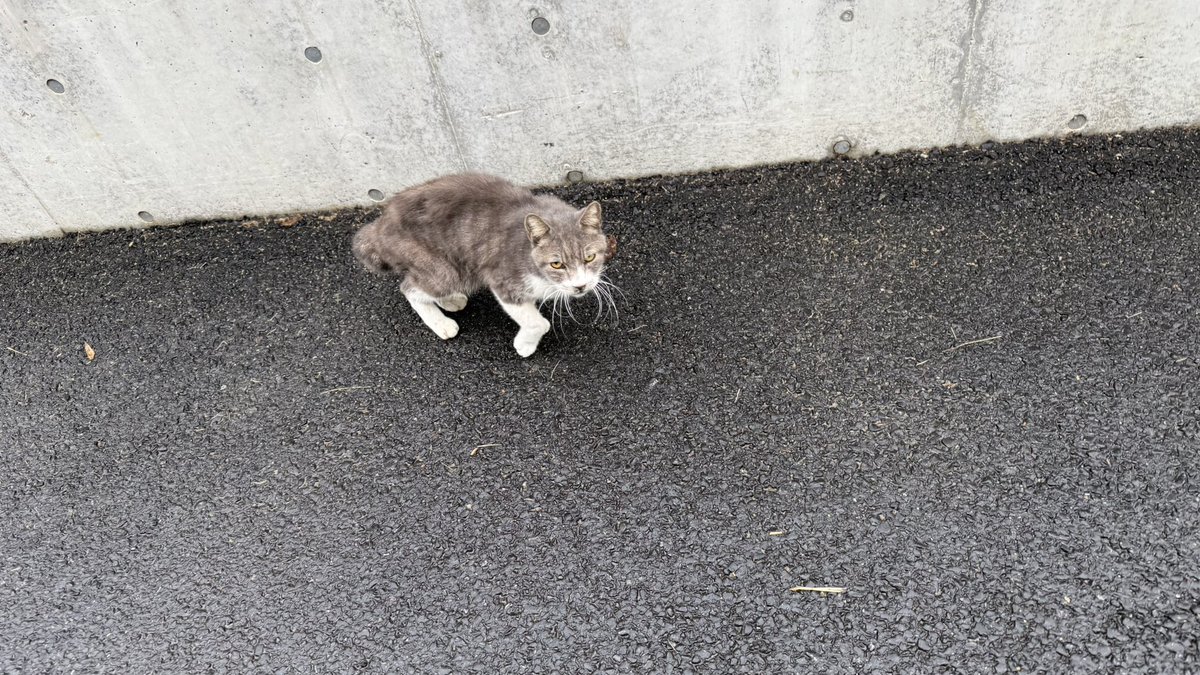 雨が止んだところを狙って周回コース。
帰りにねこさまと遭遇。挨拶したら鋭い目つきで返された(´ω｀)