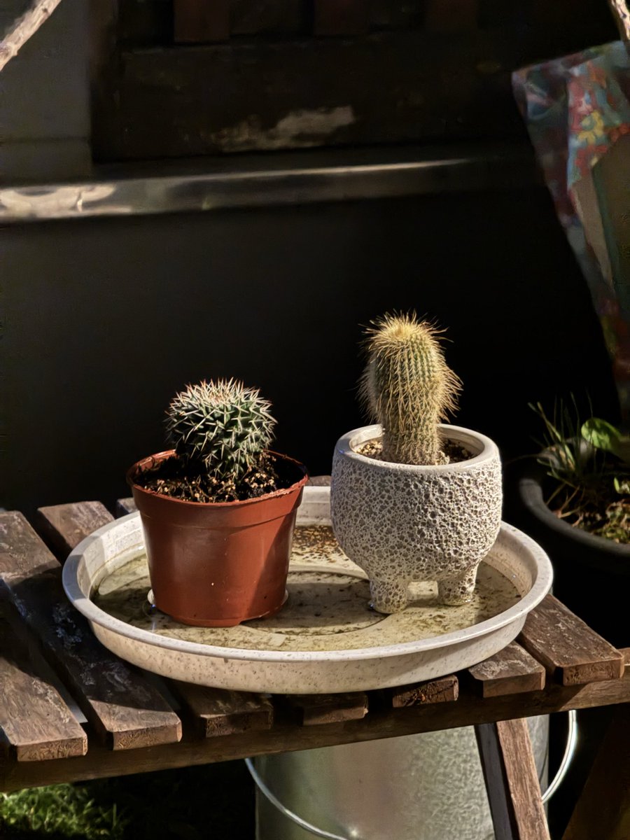 とてつもなく寒い🥶
秋はどこに行ったんだ！

ちょっとまってふゆ！リピートして流しときたいわ。

後あれですね。ブタクサ飛び出しました？
信じられないくらいくしゃみ出てます