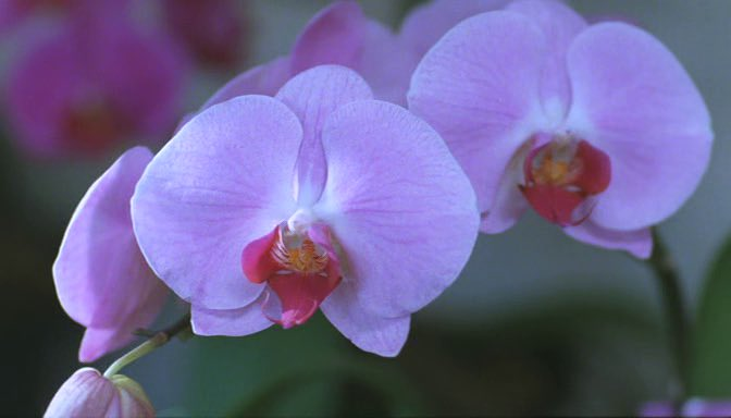 Fireworks (はなび) - 1997 - Takeshi Kitano