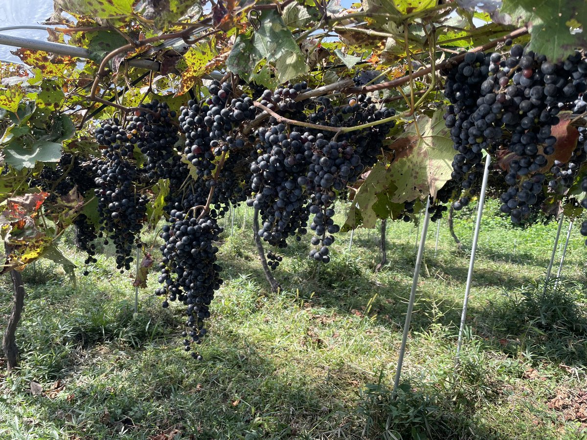 ginger_bug_inc's tweet image. 月初に小川町の武蔵ワイナリーさんを訪問しました。
農薬など一切使わずにブドウから大事に大事に育てて、自分の醸造所で醸すというワイナリー。尊敬しかないです。

弊社しょうがのむしでは、ここで醸され搾られた素晴らしいワインの粕を、発酵ジンジャーエールの隠し味として活用していますー！