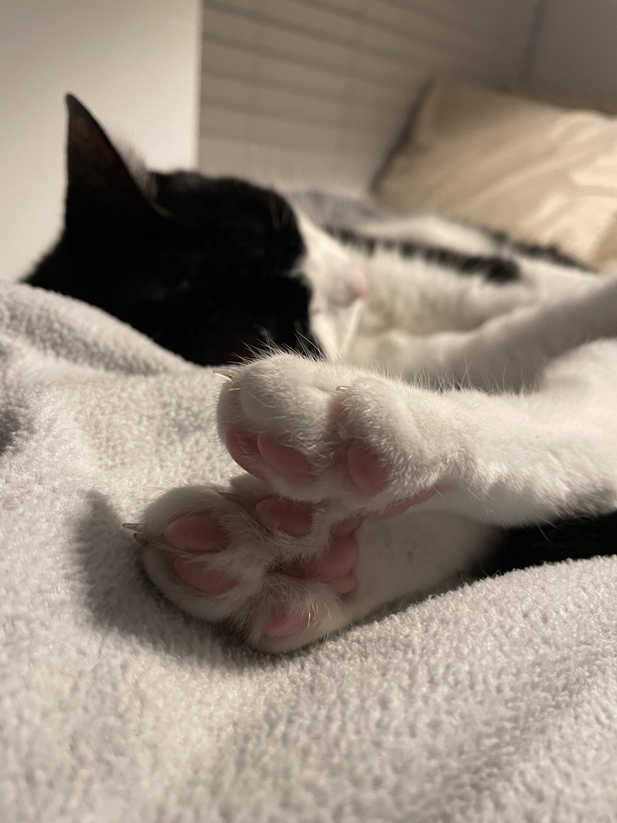 mitchellscomet's tweet image. 