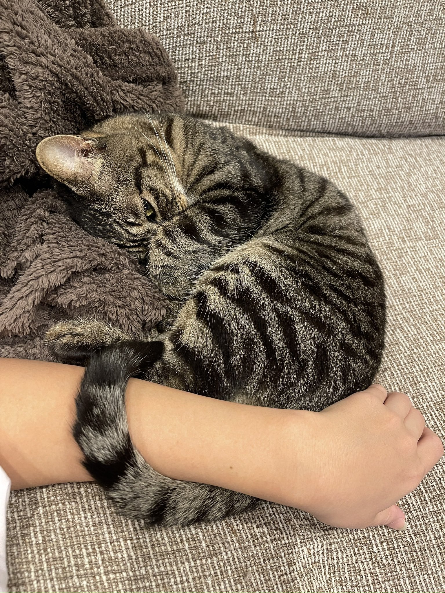 キジトラ - Search / X