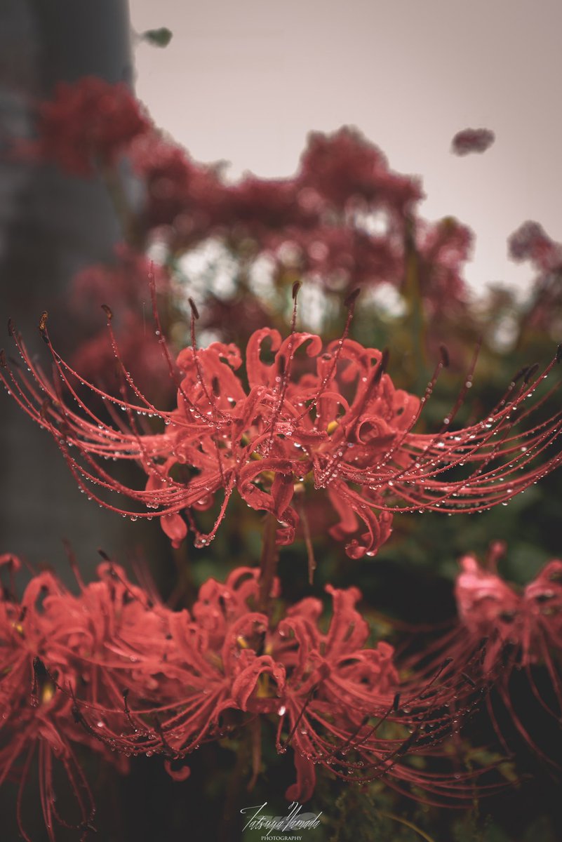 儚さ って、日本人にとって特にウェイトが大きい感情だなと改めて