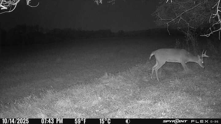 Greatlakesgirl_'s tweet image. 80% of my cams will be on scrapes by the end of the week. It’s time. 

#SPYPOINT