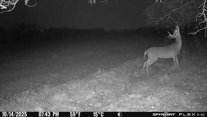 Greatlakesgirl_'s tweet image. 80% of my cams will be on scrapes by the end of the week. It’s time. 

#SPYPOINT