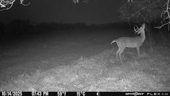 Greatlakesgirl_'s tweet image. 80% of my cams will be on scrapes by the end of the week. It’s time. 

#SPYPOINT