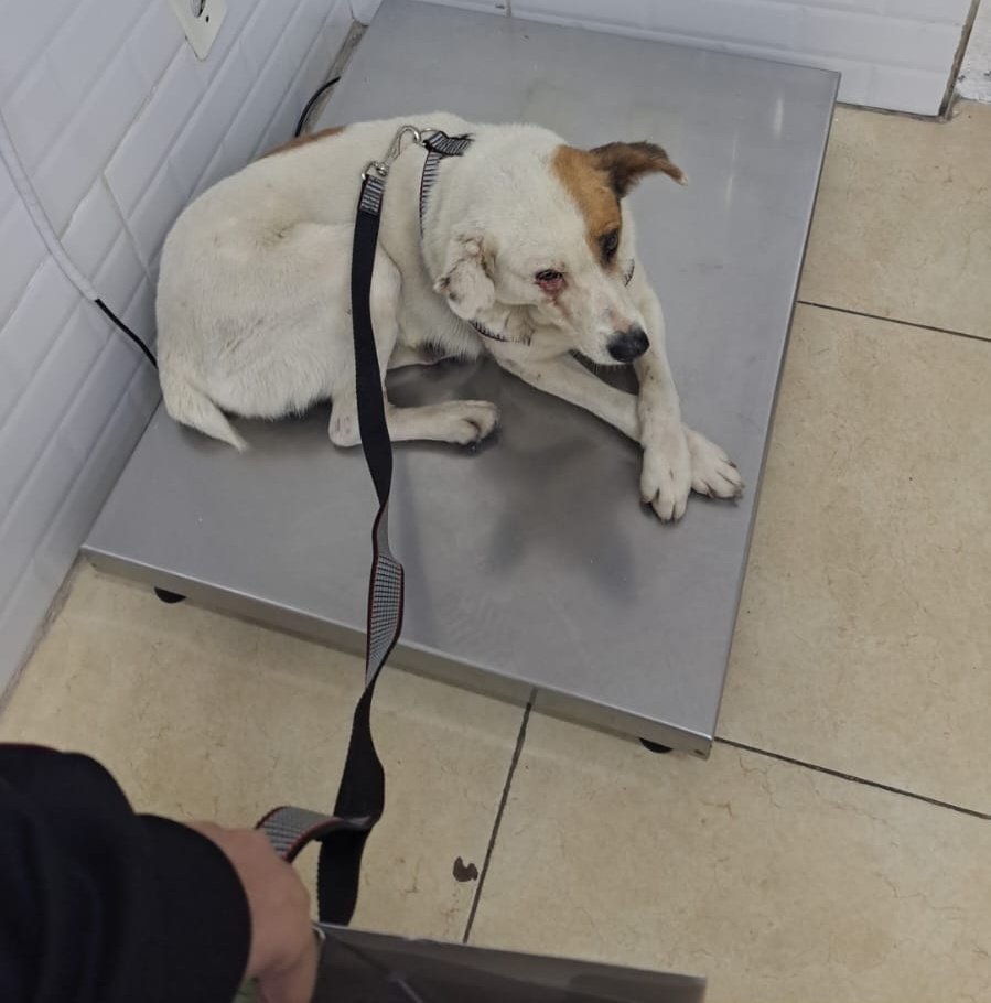 alesie's tweet photo. Abobra internou. Tá com um pouco de febre e dor abdominal. Vida salva graças a Thais, uma menina que AGIU ao vê-lo abandonado no canteiro. Provavelmente tinha dono e foi abandonado mesmo. Quer ajudar? pix associacaoprojetosalvacao@gmail.com 🐾 https://t.co/0Bx0wmczjP
