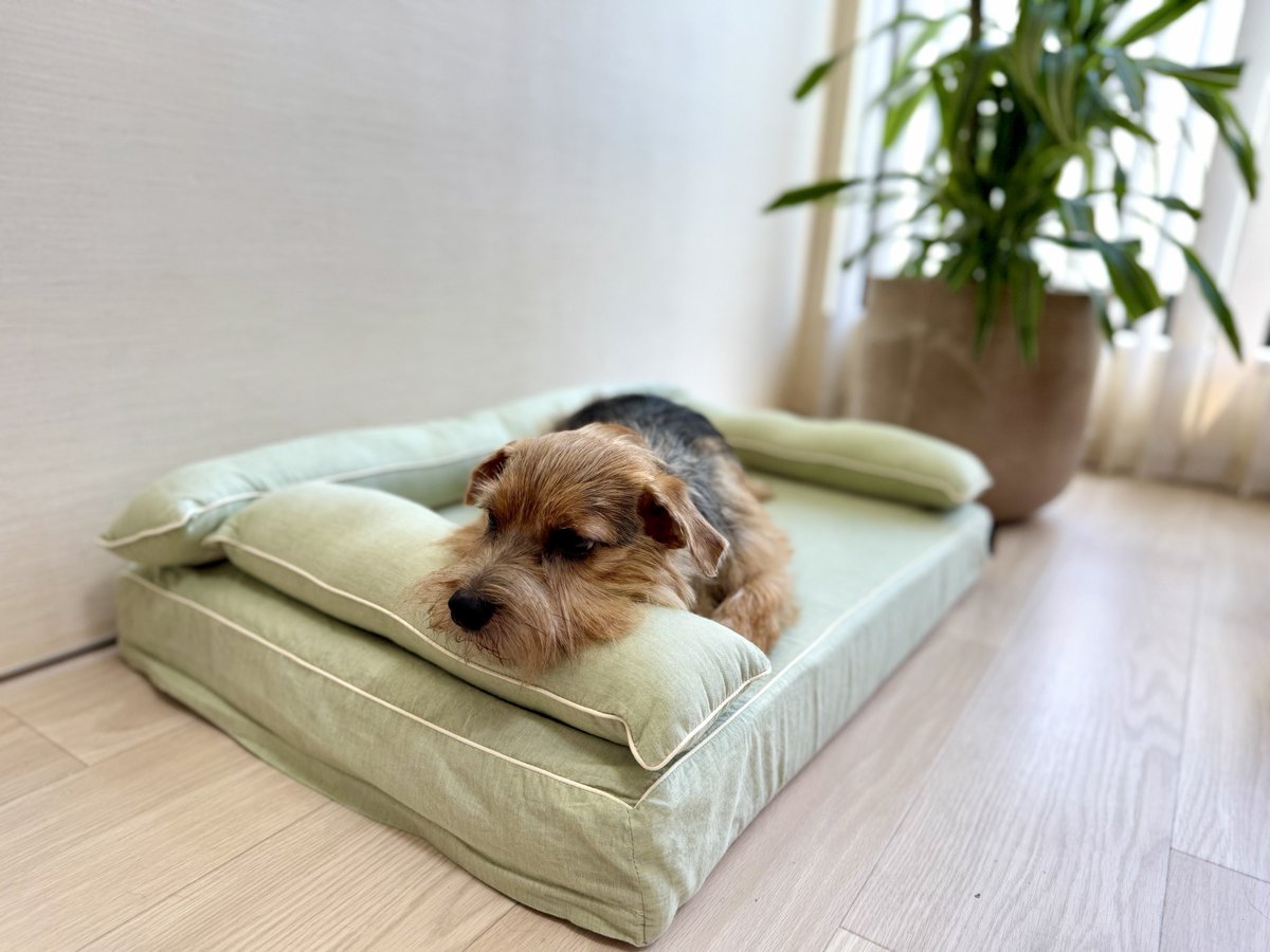 二度寝しよっ🐶💤