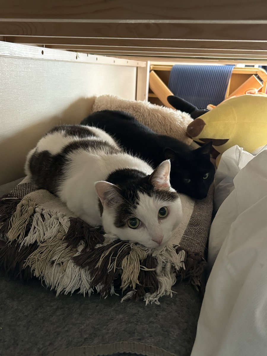 おはよー🐈🐈‍⬛

#猫のいる暮らし　#白猫　#立夏くん
#黒猫　#湊くん