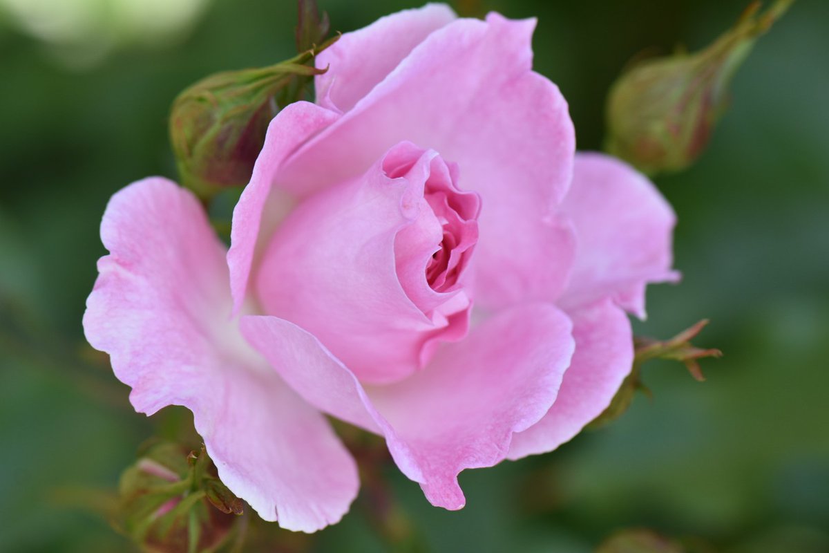 かじやん (@h_kajino) / Posts / X