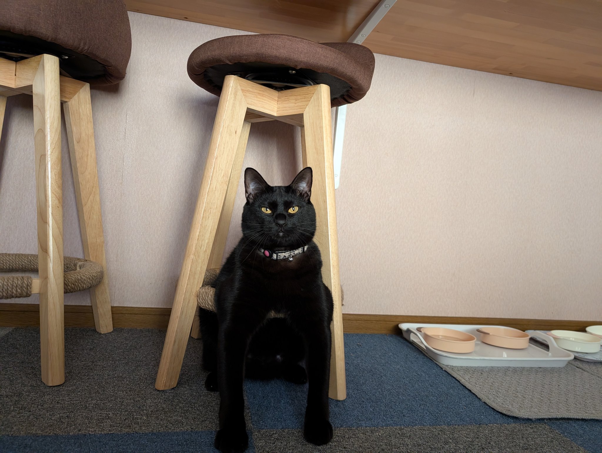 しゅりこページ Amazon | さんけい みにちゅあーとキット スタジオジブリ