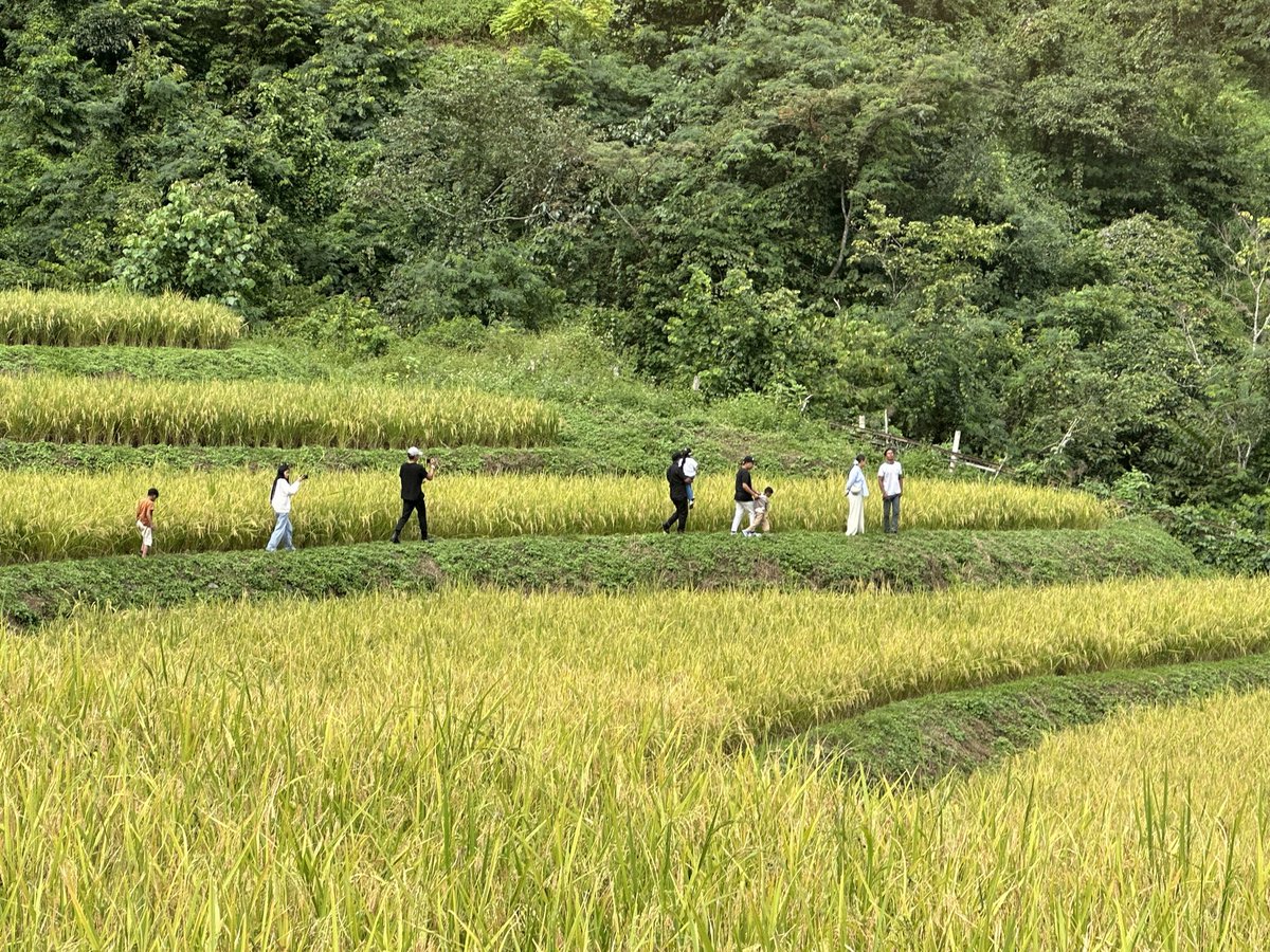 At my ancestral paddy fields in my native village Khetoi where I visit once at this time of the year.
#Zunhebotodistrict
#Nagaland