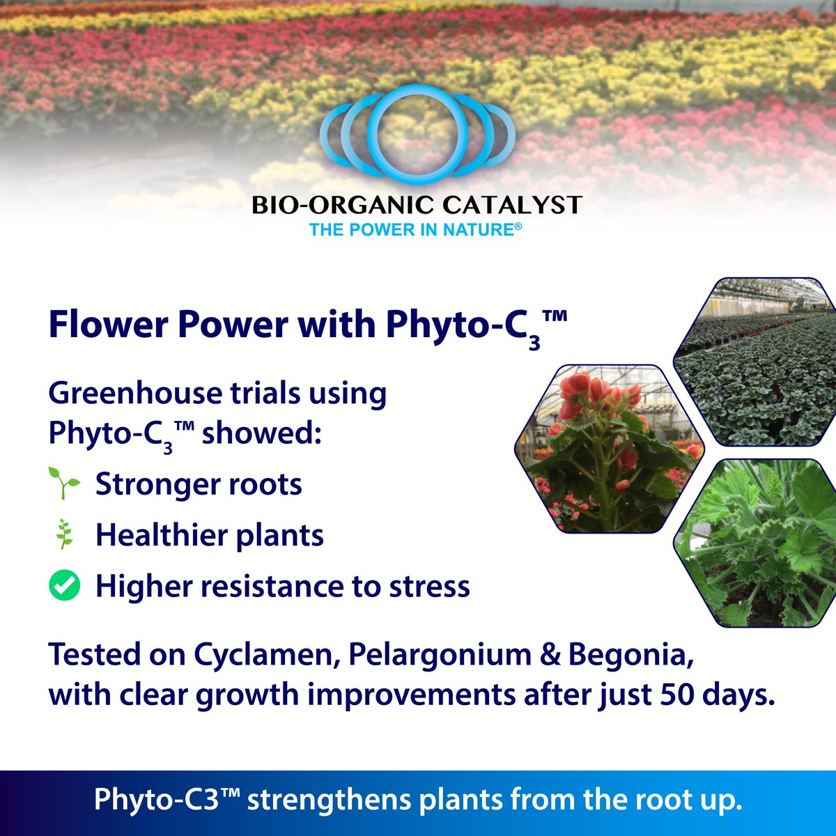 🌸Trials showed using Phyto-C3™ boosts flower growth, stronger roots, healthier plants &amp; better stress resistance in Cyclamen, Pelargonium &amp; Begonia.
🔗 bio-organic.com/wp-content/upl…

#PhytoC3 #PlantHealth #Floriculture #Horticulture #Biostimulant #SustainableAg